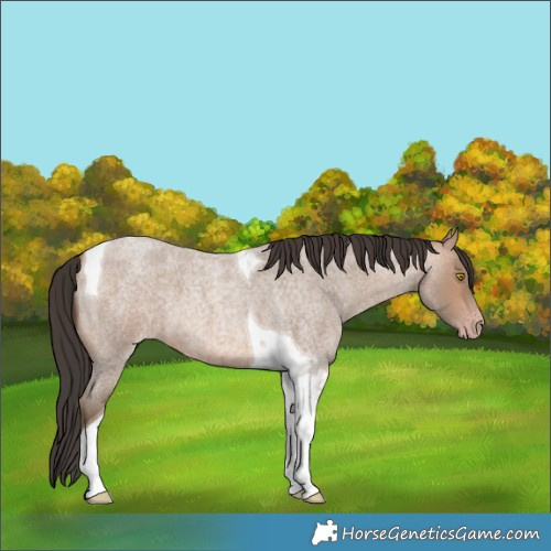Horse Color:Unknown 