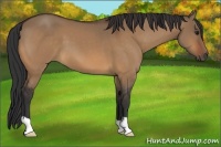 Horse Color:Bay Dun 