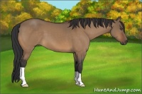 Horse Color:Bay Dun