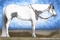 Horse Color:Black Ice Splash Tobiano Frame