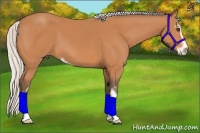 Horse Color:Silver Bay Sabino 