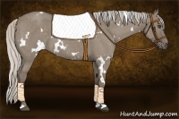 Horse Color:White Spotted Silver Grullo Roan