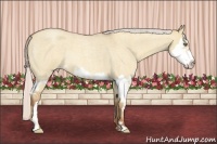 Horse Color:Silver Classic Champagne Roan Dun Splash Frame Rabicano 