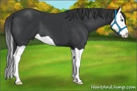 Horse Color:Black Splash