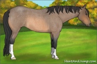 Horse Color:Unknown 