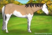 Horse Color:Buckskin Roan Splash 