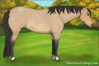 Horse Color:Buckskin Roan 