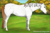 Horse Color:White Spotted Chestnut Rabicano 
