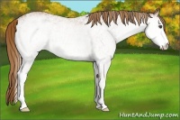 Horse Color:White Spotted Chestnut 
