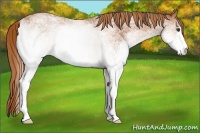 Horse Color:White Spotted Chestnut 