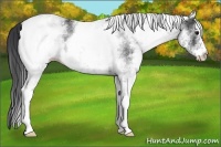 Horse Color:White Spotted Black