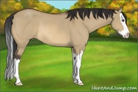 Horse Color:Bay Dun Sabino Splash Rabicano