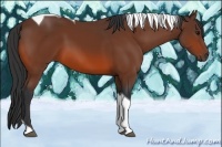 Horse Color:Bay Tobiano Rabicano 