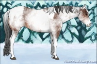Horse Color:White Spotted Bay Tobiano