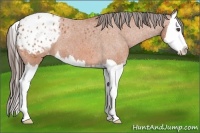 Horse Color:Bay Sabino Splash Appaloosa