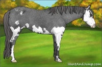 Horse Color:Black Sabino Splash Frame Appaloosa 
