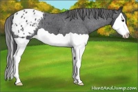 Horse Color:Black Splash Appaloosa 