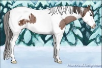 Horse Color:Bay Sabino Splash Tobiano Appaloosa 