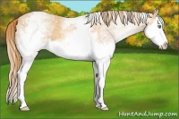 Horse Color:White Spotted Gold Champagne Splash 