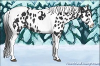 Horse Color:Black Sabino Splash Tobiano Appaloosa Rabicano