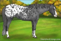 Horse Color:Black Sabino Splash Appaloosa Rabicano 