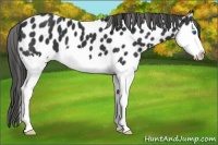 Horse Color:Black Sabino Splash Appaloosa