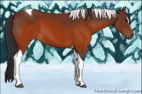 Horse Color:Brown Sabino Tobiano 