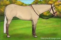Horse Color:Silver Bay Dun Frame