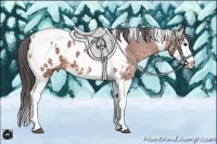 Horse Color:Bay Ice Sabino Splash Tobiano Appaloosa