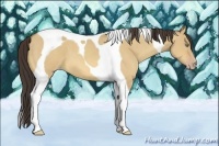 Horse Color:Amber Champagne Dun Tobiano 