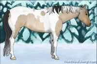 Horse Color:Buckskin Roan Dun Tobiano Rabicano 