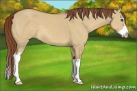 Horse Color:Red Dun Splash Frame 