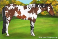 Horse Color:White Spotted Bay 