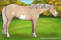 Horse Color:Silver Classic Champagne Roan Frame 