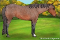 Horse Color:Bay Appaloosa