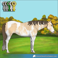 Horse Color:Amber Cream Champagne Sabino Tobiano 