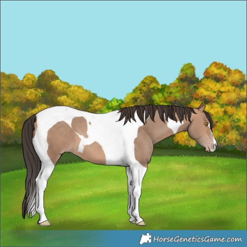 Horse Color:Sable Champagne Tobiano 