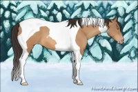 Horse Color:Amber Champagne Tobiano