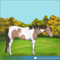 Horse Color:Sable Champagne Tobiano
