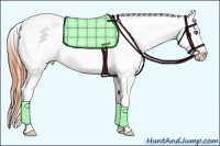 Horse Color:Classic Champagne Sabino Appaloosa
