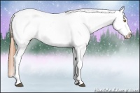 Horse Color:Brown Pearl Dun Sabino Tobiano Appaloosa