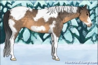 Horse Color:Buckskin Tobiano Frame