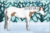 Horse Color:Bay Dun Splash Tobiano