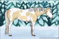 Horse Color:Silver Buckskin Dun Splash Tobiano 
