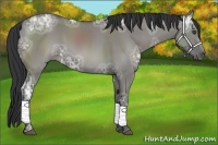 Horse Color:Grullo Ice Sabino 