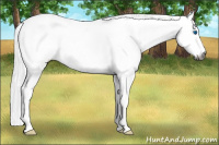 Horse Color:Gray Brown Splash Tobiano