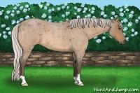 Horse Color:Silver Buckskin Roan 