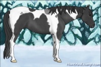 Horse Color:Blue Roan Tobiano