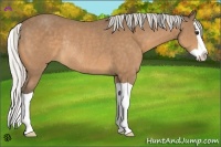 Horse Color:Silver Buckskin Splash Rabicano 