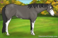 Horse Color:Grullo Sabino 